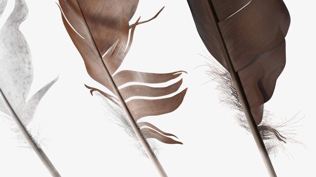 3D Bird Feathers model