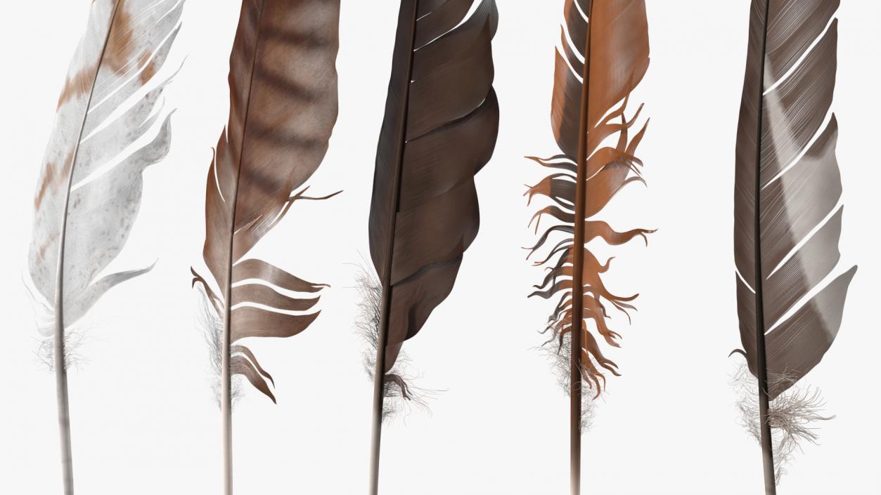 3D Bird Feathers model