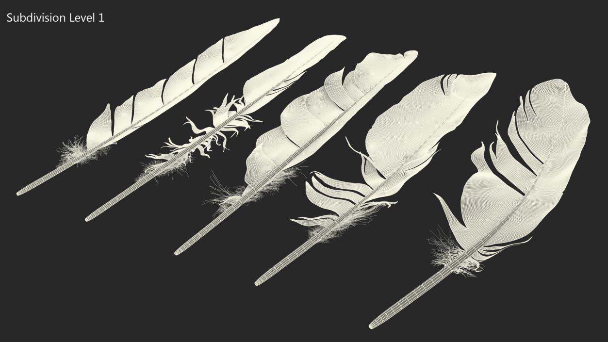 3D Bird Feathers model