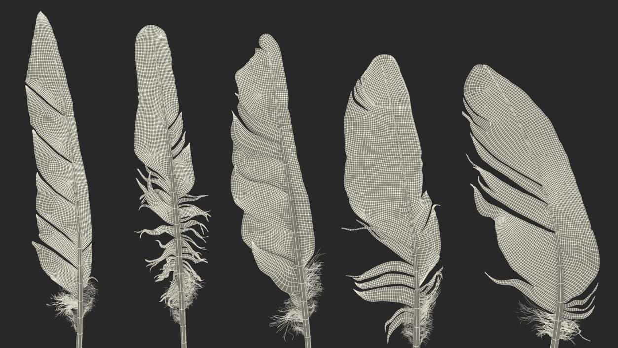 3D Bird Feathers model