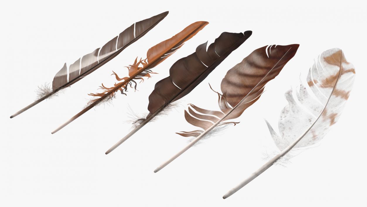 3D Bird Feathers model