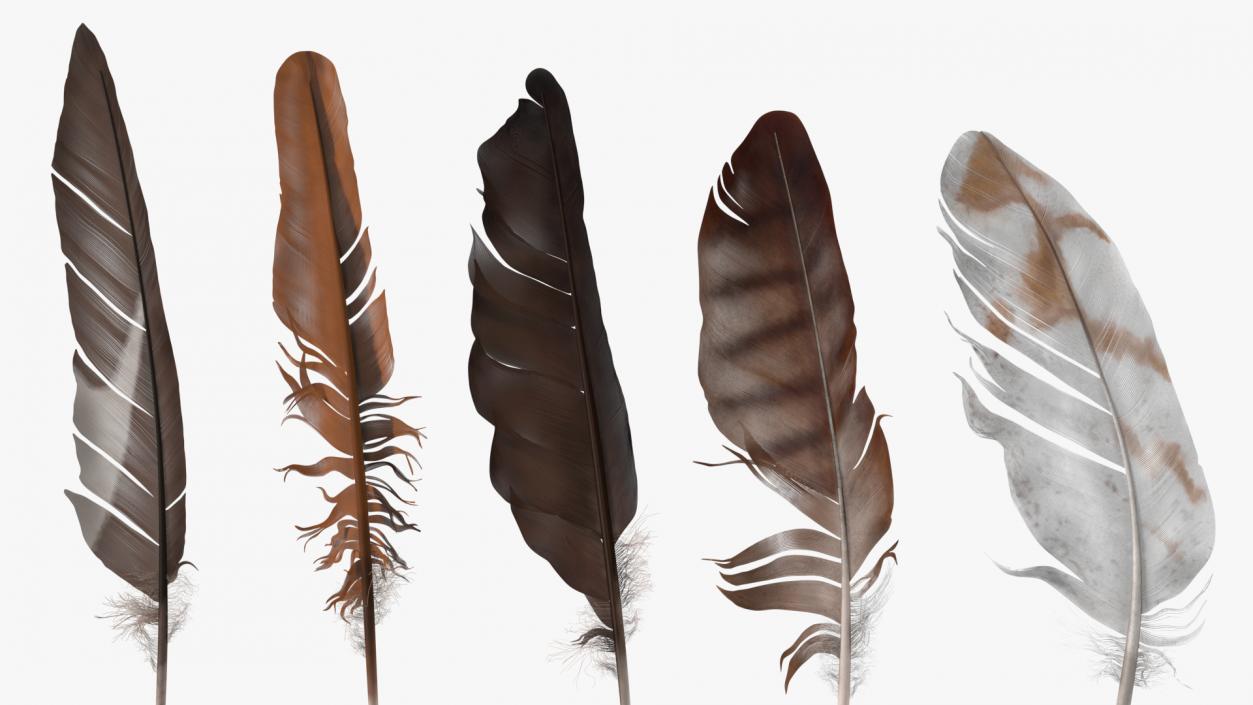 3D Bird Feathers model