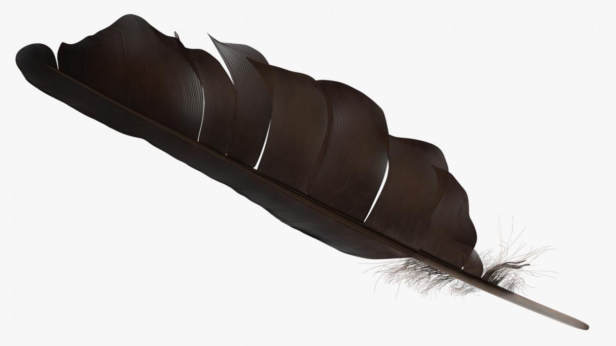 3D Bird Feathers model