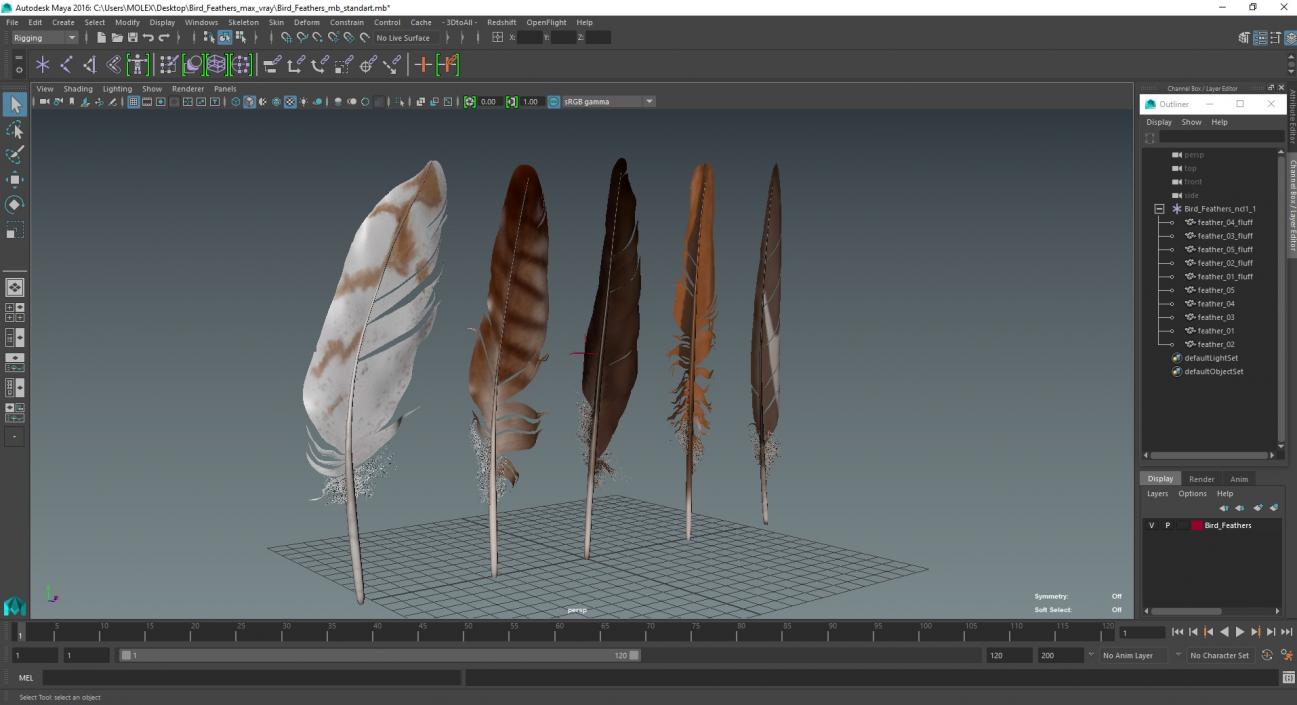 3D Bird Feathers model