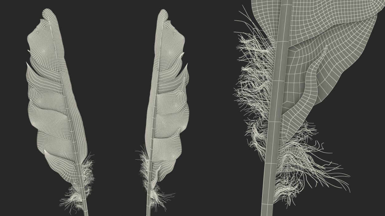 3D Bird Feathers model