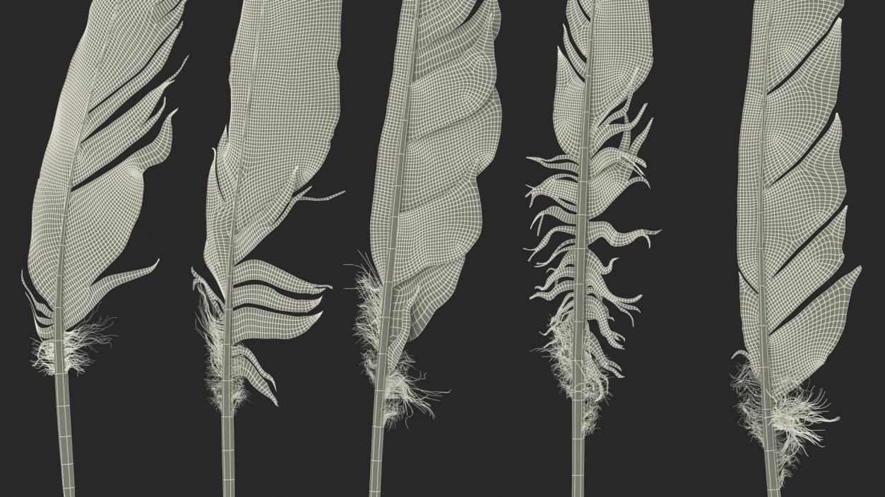 3D Bird Feathers model