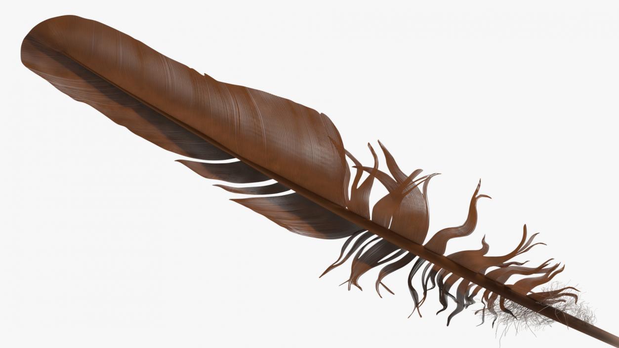 3D Bird Feathers model