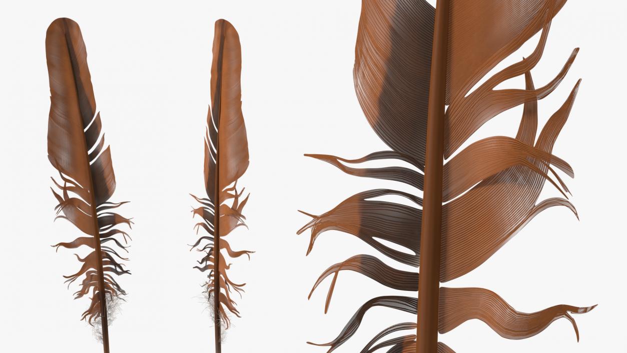 3D Bird Feathers model