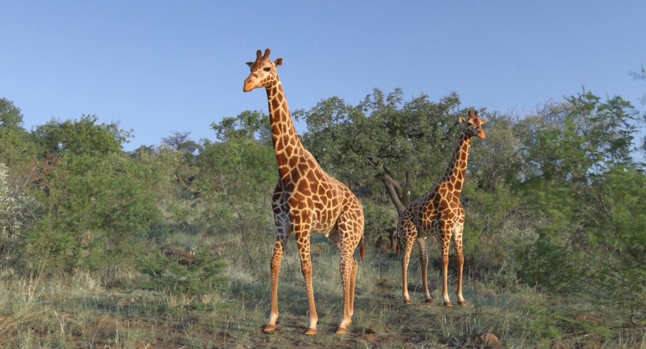 Giraffe Rigged 3D model