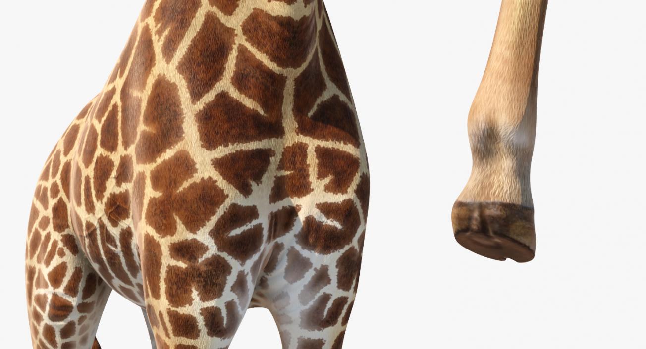 Giraffe Rigged 3D model