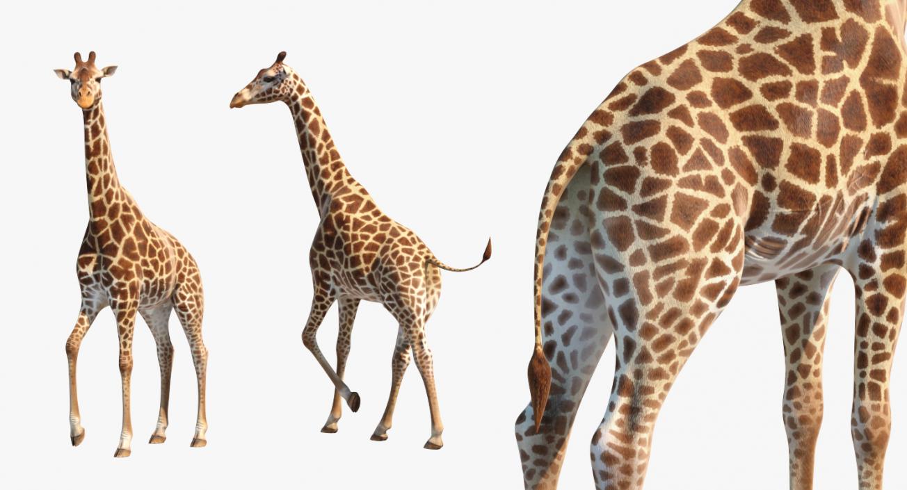 Giraffe Rigged 3D model