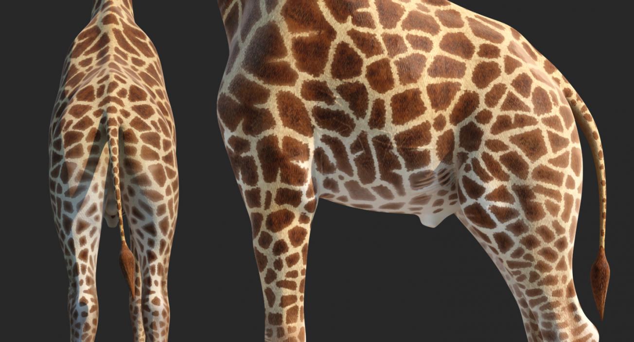 Giraffe Rigged 3D model