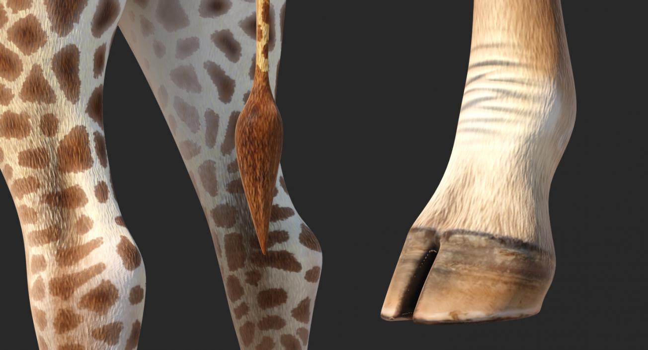 Giraffe Rigged 3D model