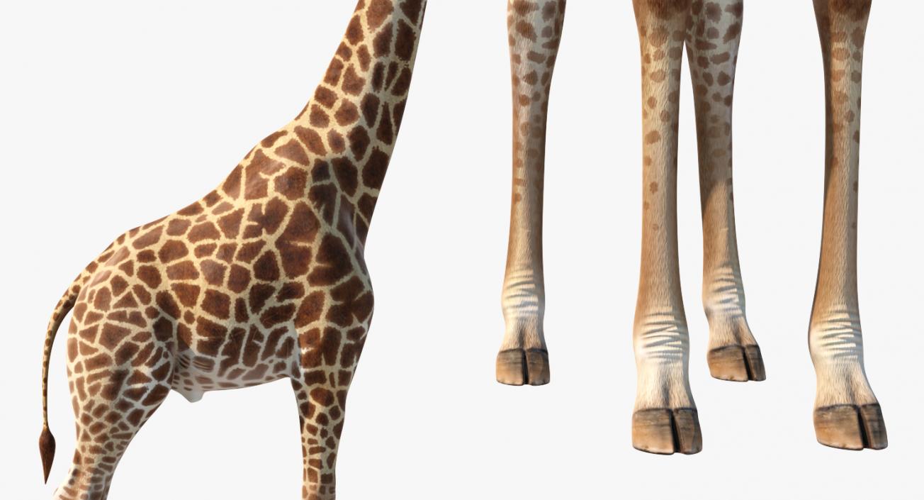 Giraffe Rigged 3D model