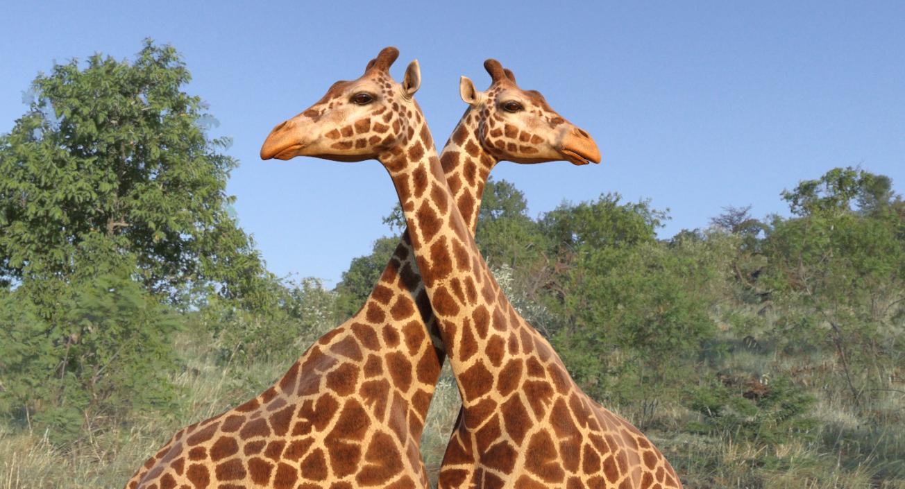 Giraffe Rigged 3D model