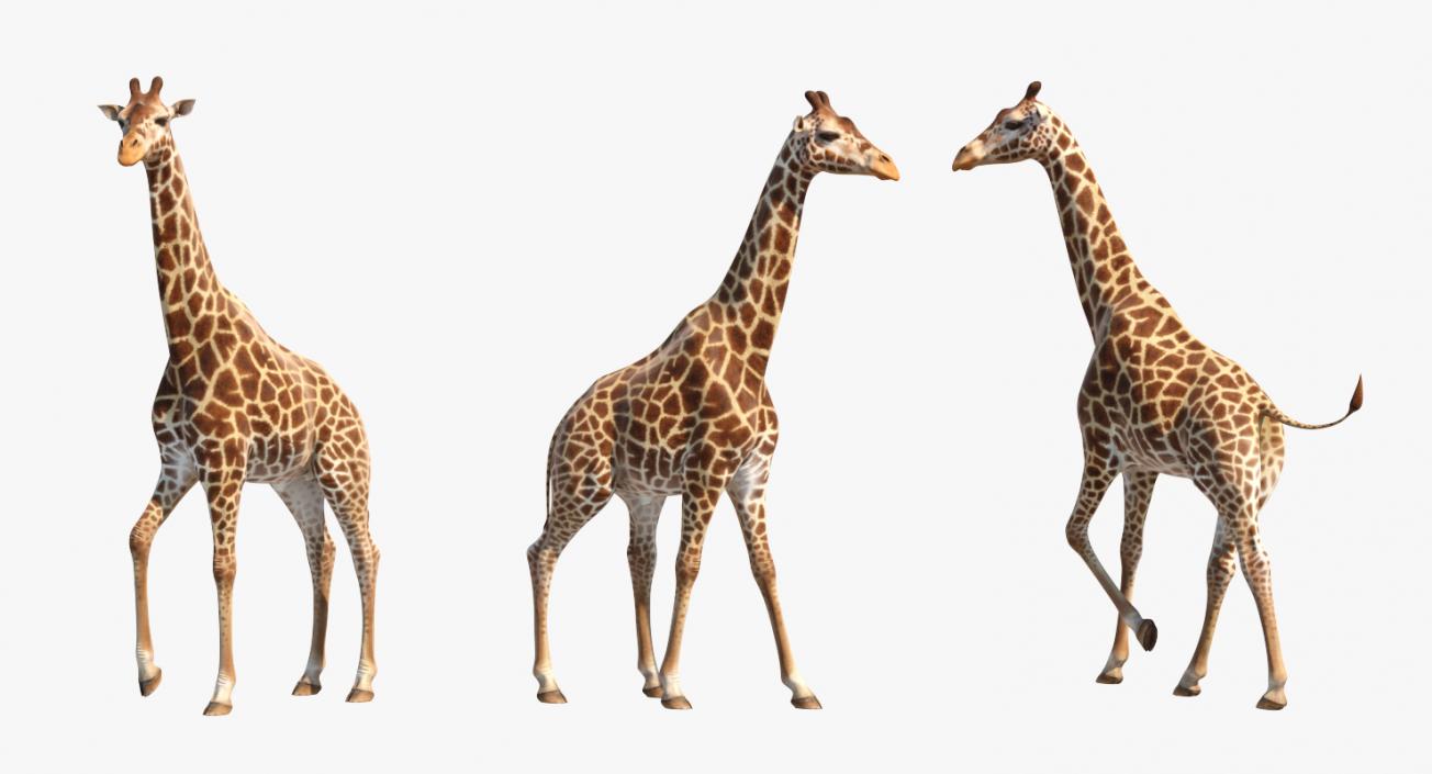 Giraffe Rigged 3D model