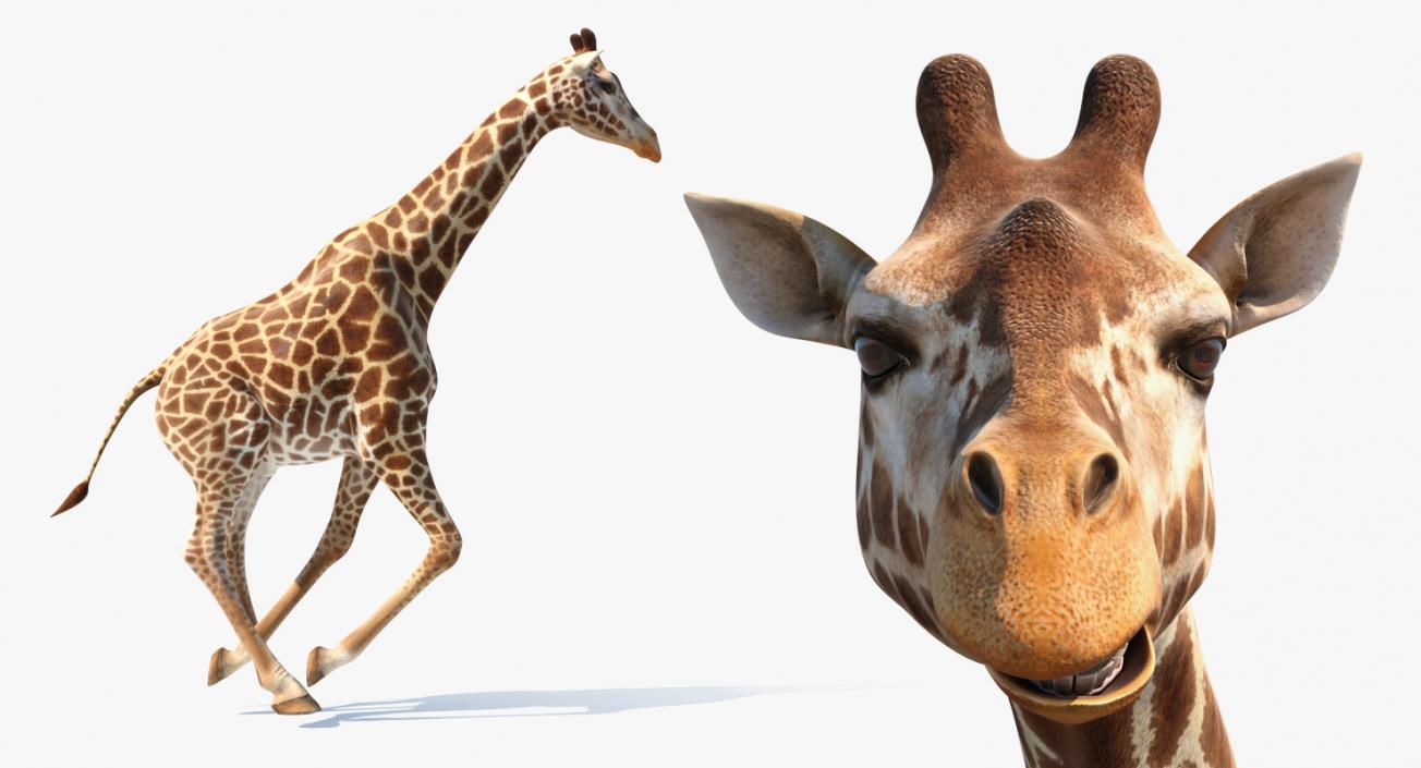 Giraffe Rigged 3D model