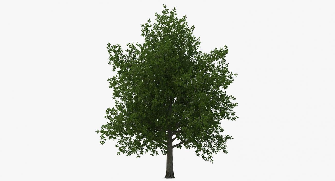 3D model Summer Trees 3D Models Collection 3