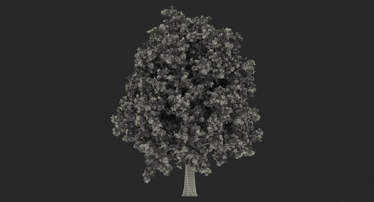 3D model Summer Trees 3D Models Collection 3