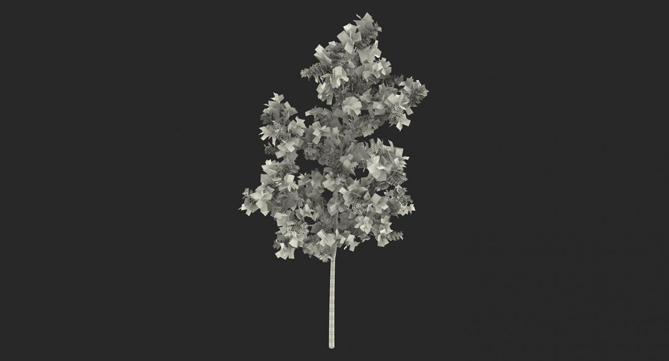 3D model Summer Trees 3D Models Collection 3