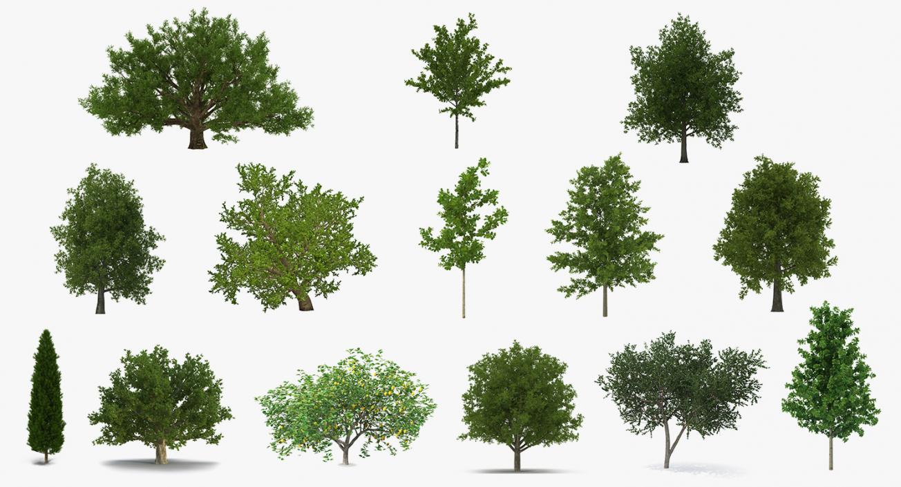 3D model Summer Trees 3D Models Collection 3