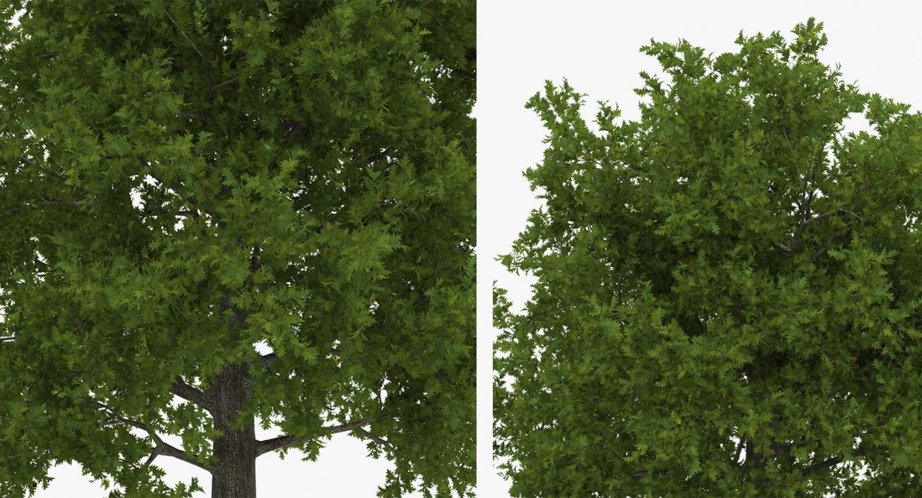 3D model Summer Trees 3D Models Collection 3