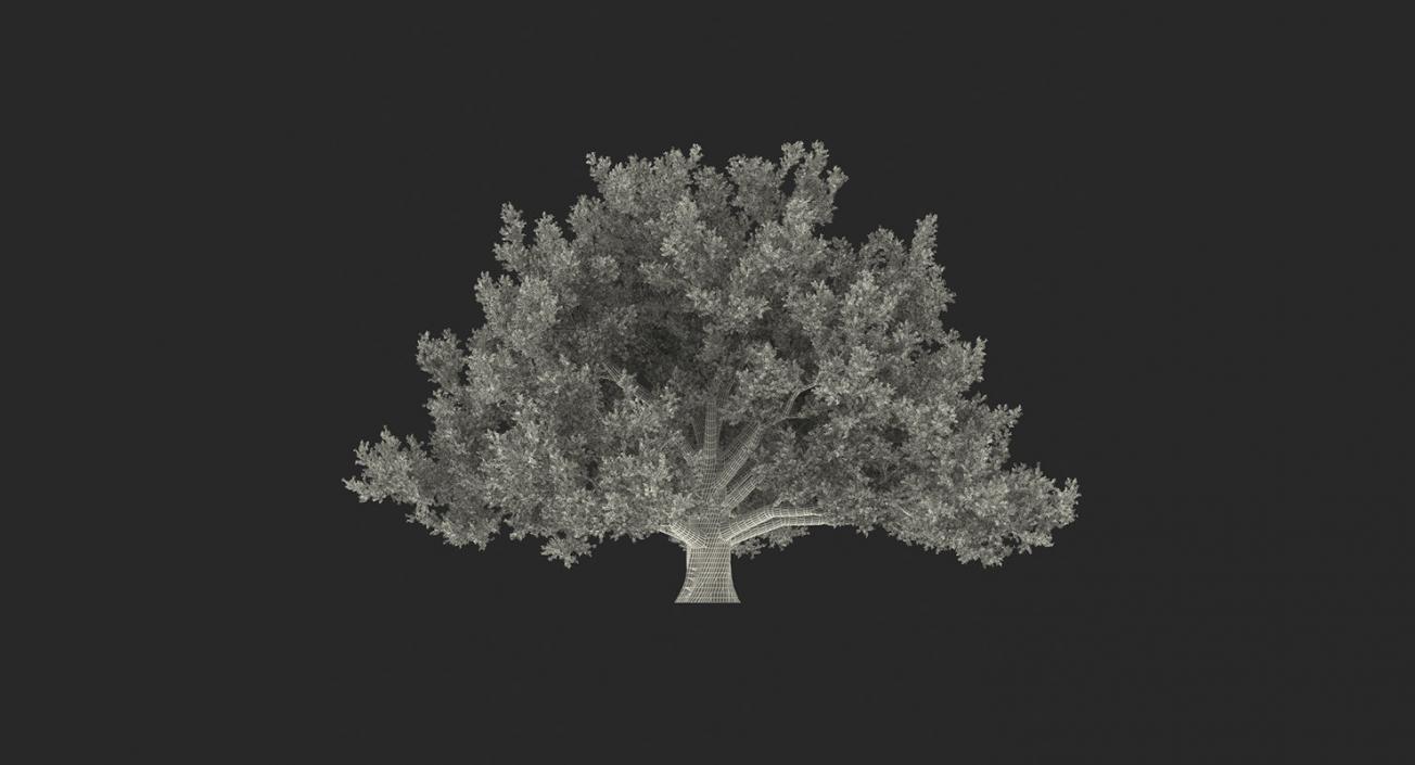 3D model Summer Trees 3D Models Collection 3