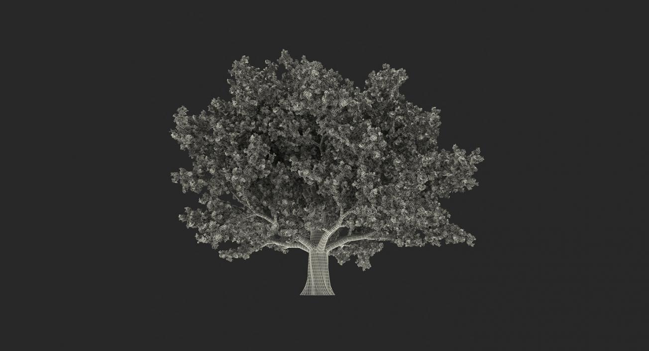 3D model Summer Trees 3D Models Collection 3