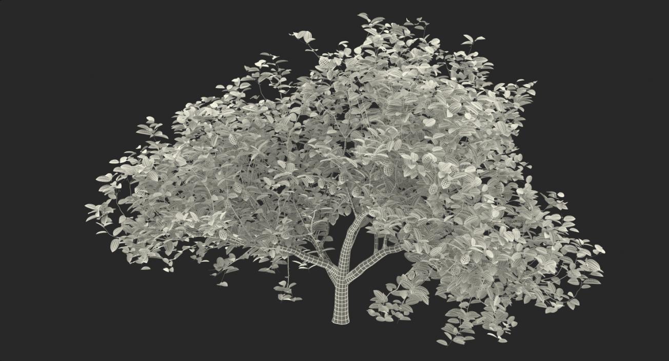 3D model Summer Trees 3D Models Collection 3