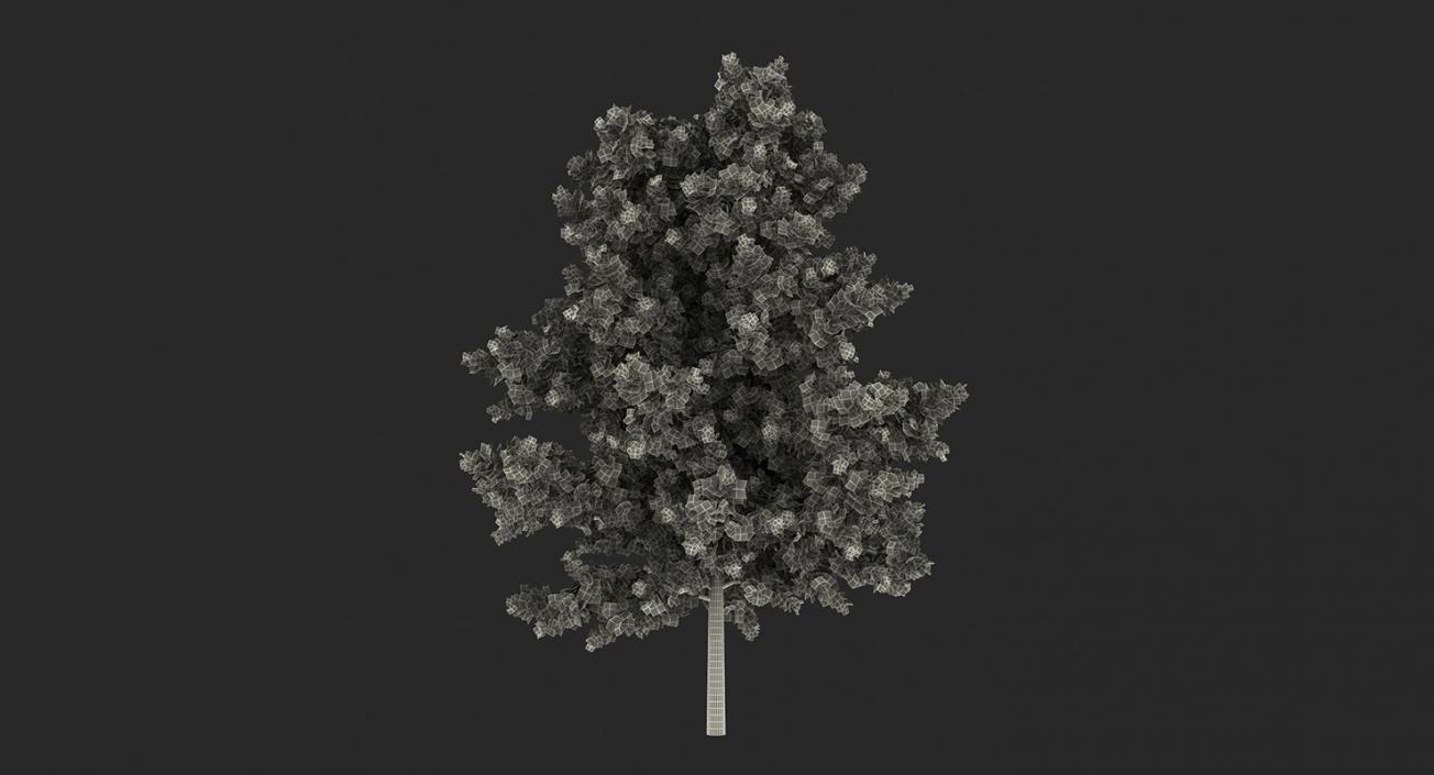 3D model Summer Trees 3D Models Collection 3