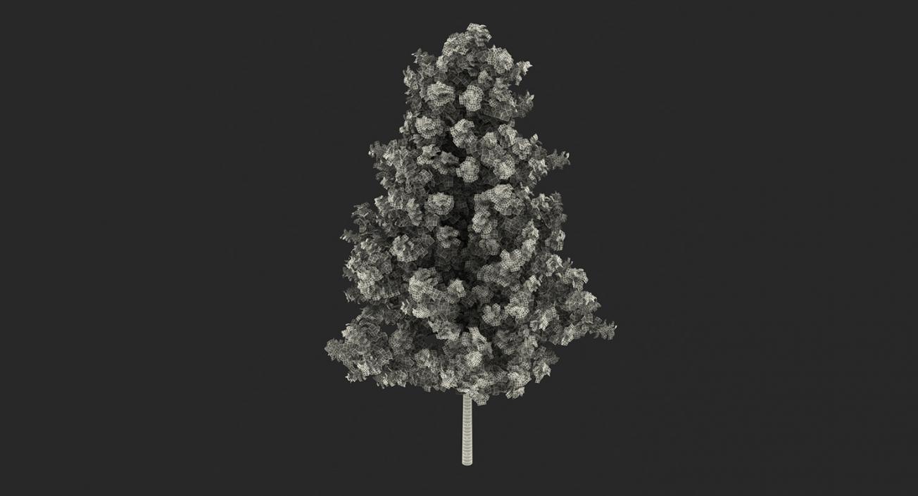 3D model Summer Trees 3D Models Collection 3