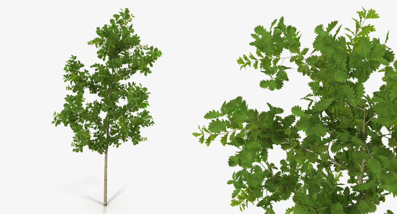 3D model Summer Trees 3D Models Collection 3