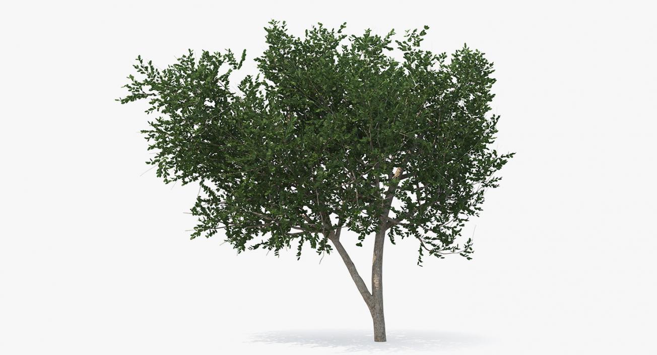 3D model Summer Trees 3D Models Collection 3