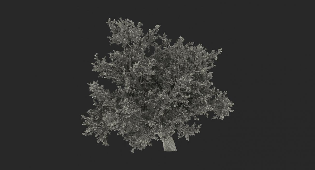 3D model Summer Trees 3D Models Collection 3