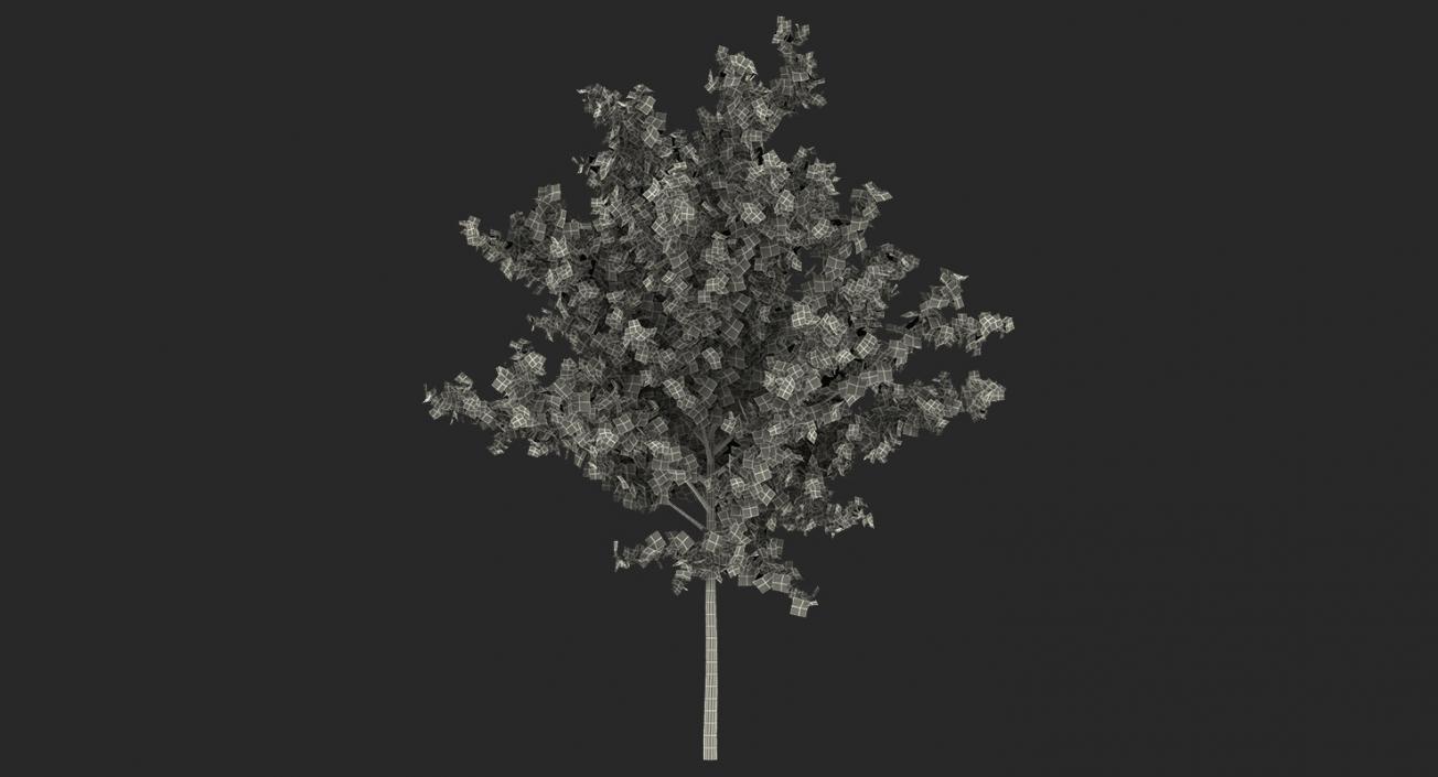 3D model Summer Trees 3D Models Collection 3