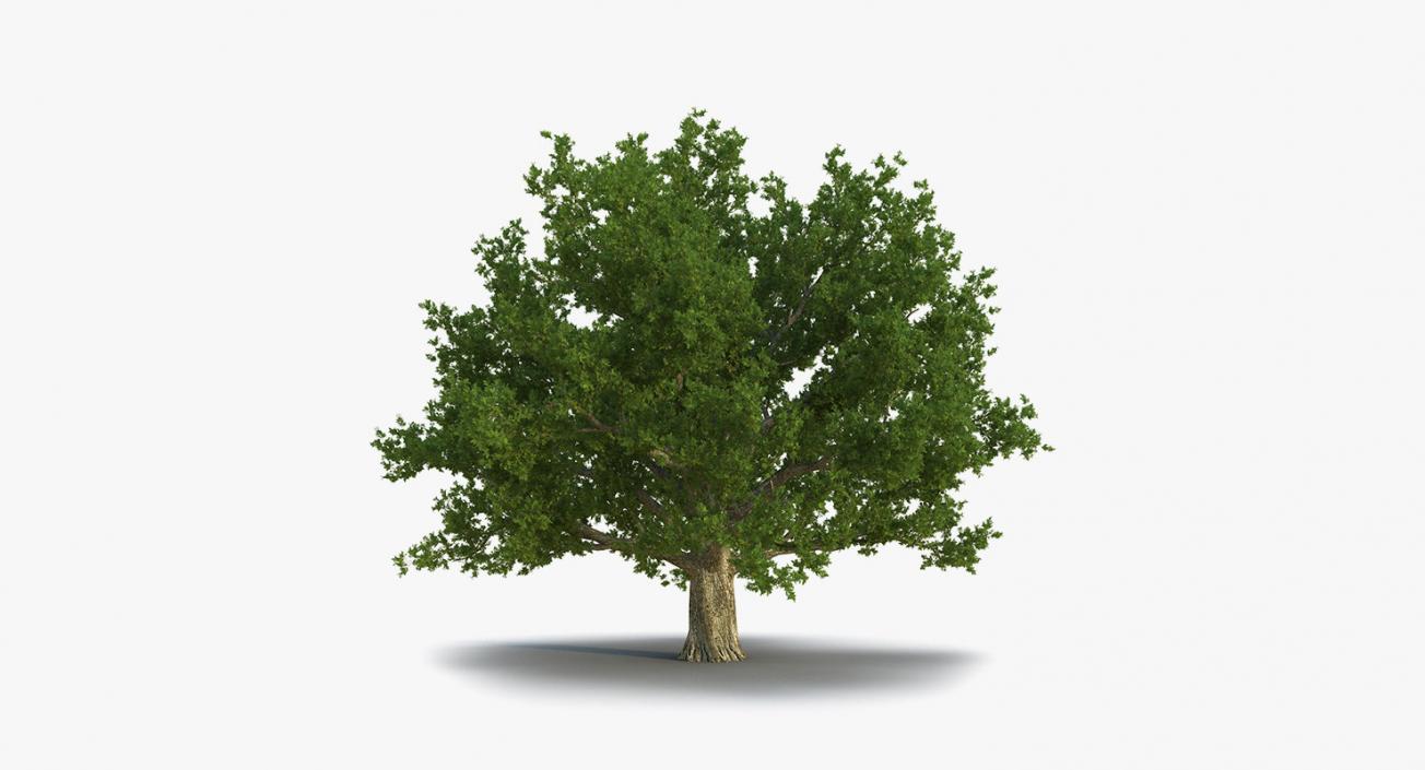 3D model Summer Trees 3D Models Collection 3