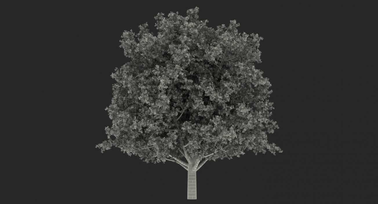 3D model Summer Trees 3D Models Collection 3