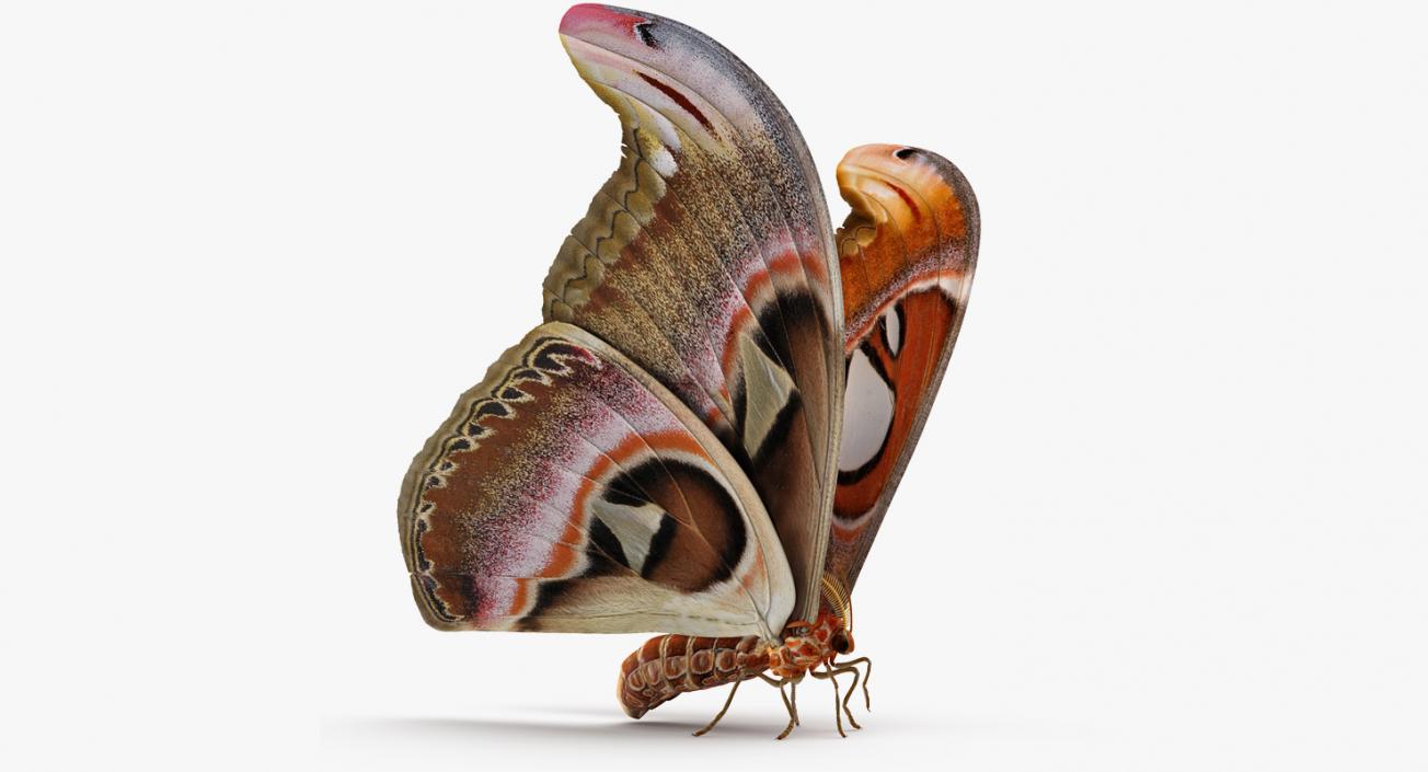 3D Large Atlas Moth