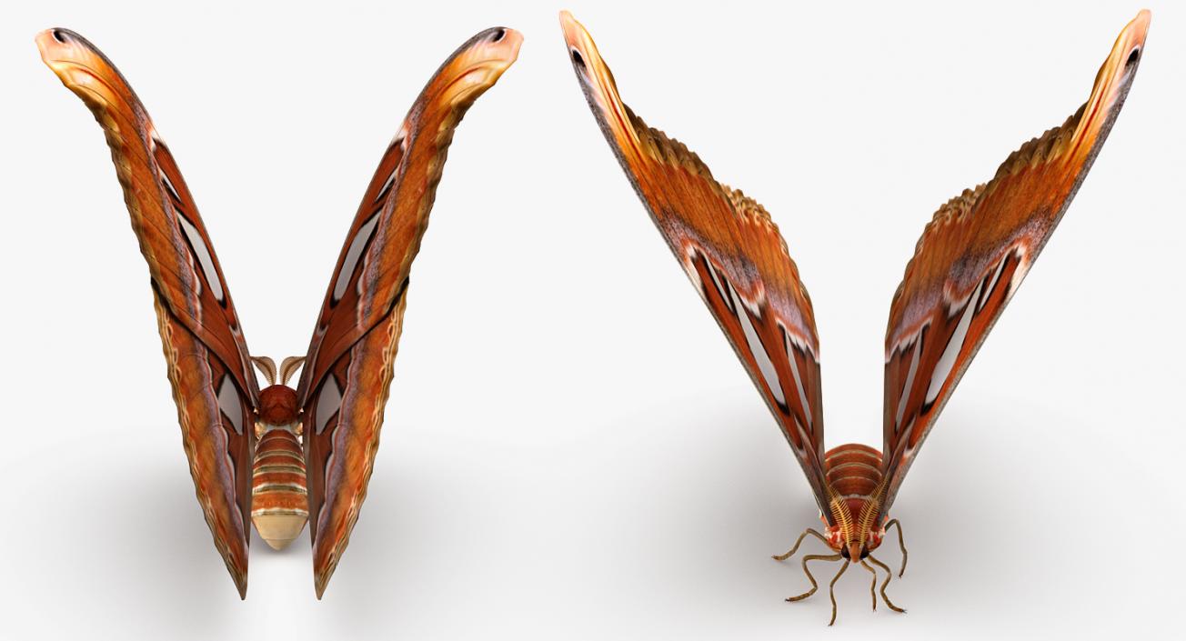 3D Large Atlas Moth