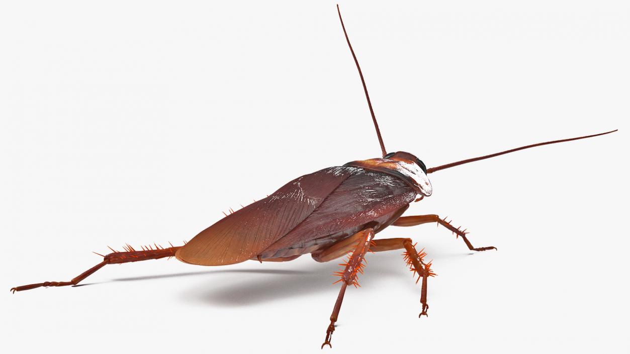 3D Animated Cockroach Spinning Rigged for Cinema 4D model