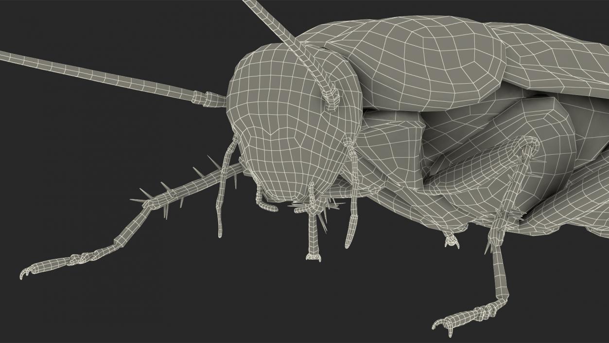 3D Animated Cockroach Spinning Rigged for Cinema 4D model