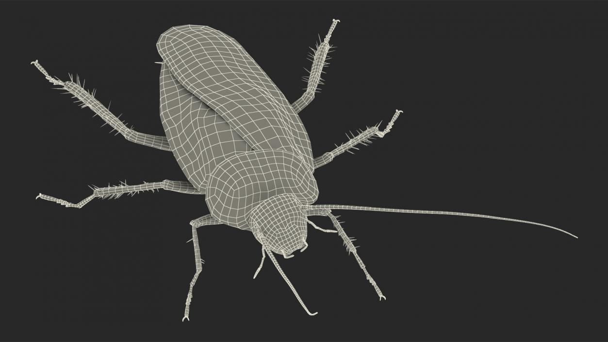 3D Animated Cockroach Spinning Rigged for Cinema 4D model