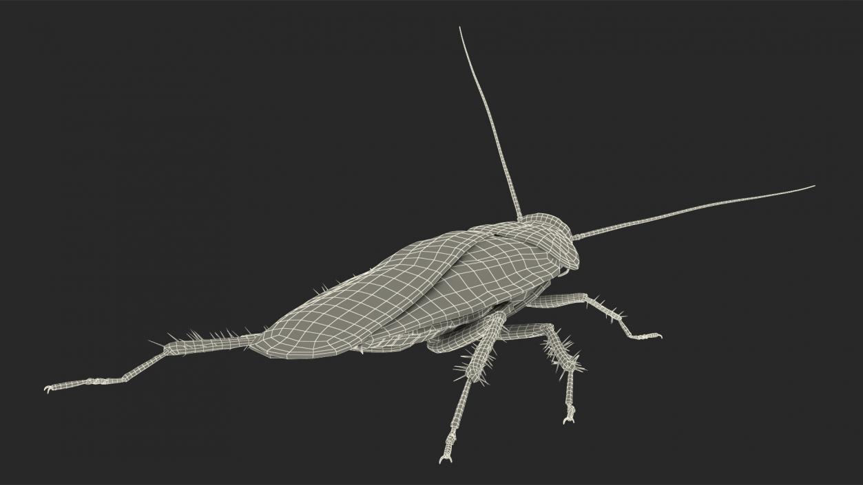 3D Animated Cockroach Spinning Rigged for Cinema 4D model