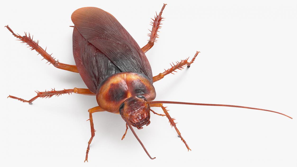 3D Animated Cockroach Spinning Rigged for Cinema 4D model