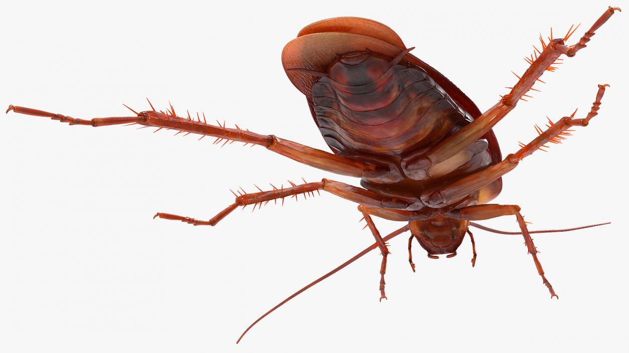 3D Animated Cockroach Spinning Rigged for Cinema 4D model