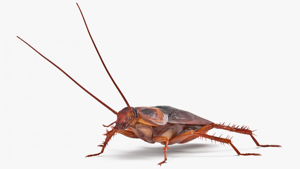 3D Animated Cockroach Spinning Rigged for Cinema 4D model