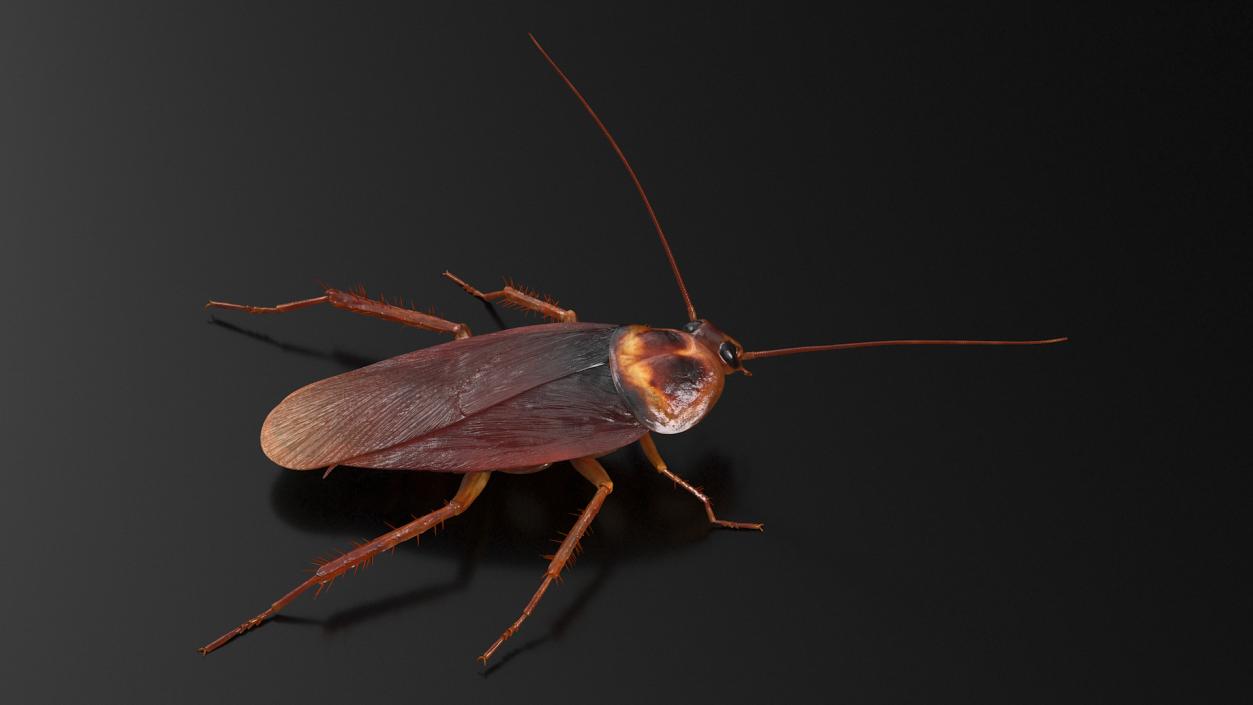 3D Animated Cockroach Spinning Rigged for Cinema 4D model