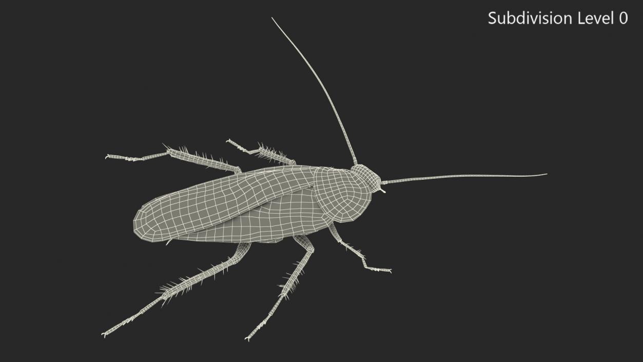 3D Animated Cockroach Spinning Rigged for Cinema 4D model