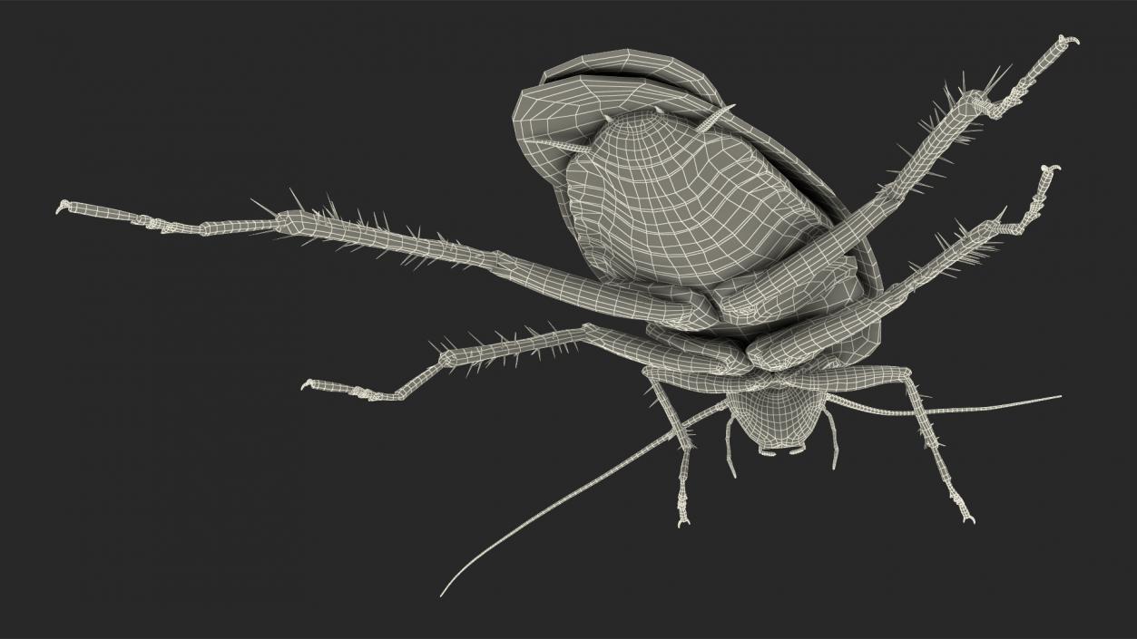 3D Animated Cockroach Spinning Rigged for Cinema 4D model