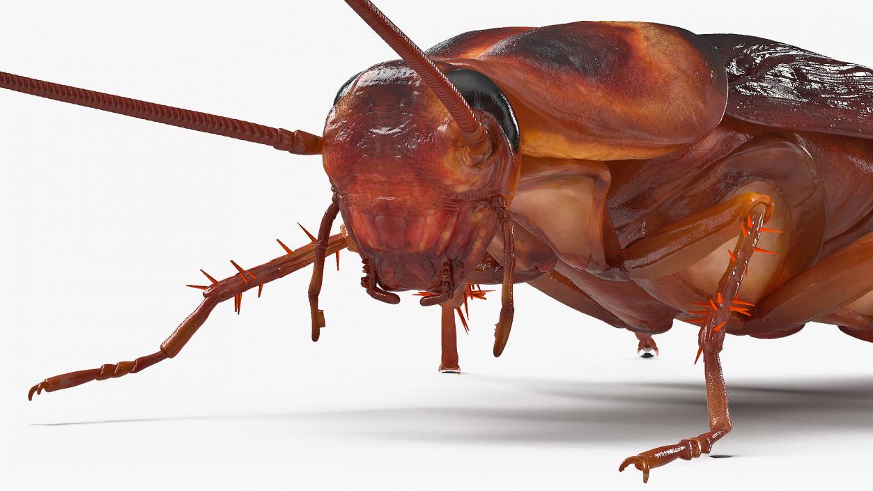 3D Animated Cockroach Spinning Rigged for Cinema 4D model